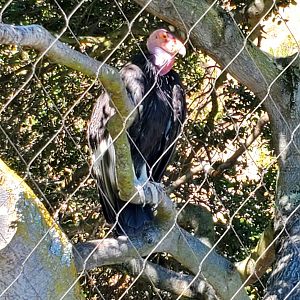 California Condor - 10 Jun 2022