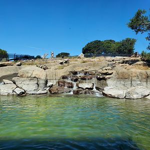 Grizzly bear exhibit - 10 Jun 2022