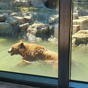 Black bear - 10 Jun 2022