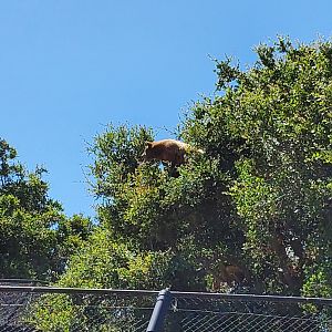 Black bear in trees - 10 Jun 2022