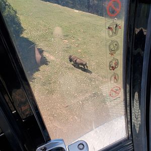 Bison viewed from the gondola - 10 Jun 2022