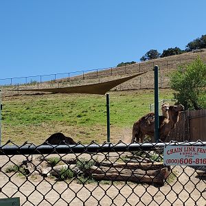 Dromedary camels - 10 Jun 2022