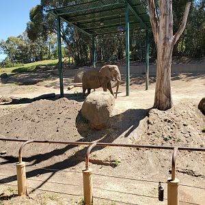 Elephant - 10 Jun 2022