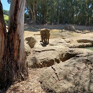 Elephant (2) - 10 Jun 2022