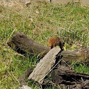 Meerkat - 10 Jun 2022