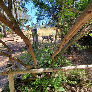 Zebras - 10 Jun 2022