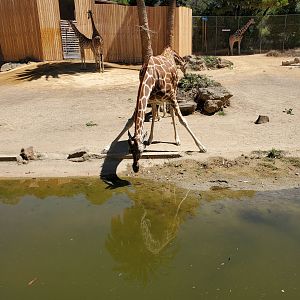 Giraffes (3) - 10 Jun 2022