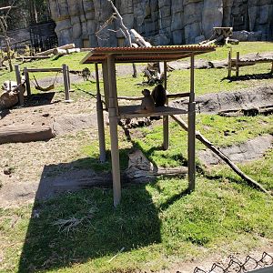 Hamadrayas baboons - 10 Jun 2022