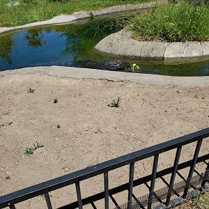 American Alligator - 10 Jun 2022