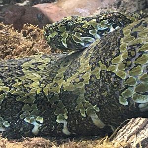 Mangshan Pitviper (Protobothrops mangshanensis)