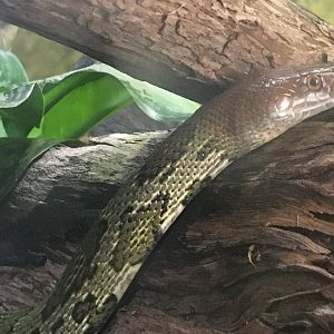 Flower Snake (Elaphe moellendorffi)