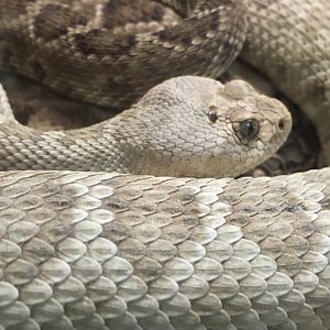 Santa Catalina Rattlesnake (Crotalus catalinensis)