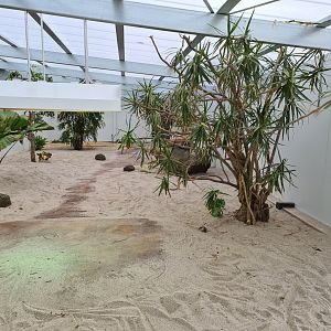 New Komodo Dragon exhibit at Adelaide Zoo