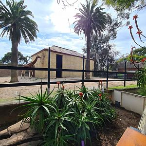 Adelaide Zoo Giraffe enclosure