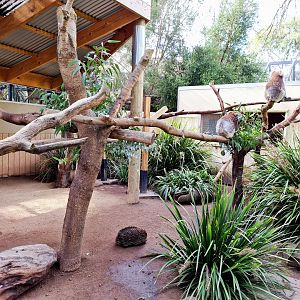Mixed Echidna and Koala exhibit