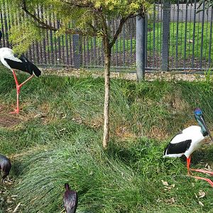 A couple of Black-necked stork in the Wetland's Aviary