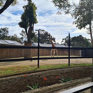 The new expanded portion of the giraffe enclosure