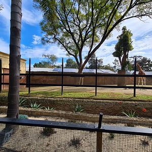 New expanded portion of the giraffe enclosure