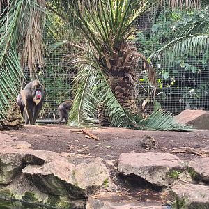 Male Mandrill at Adelaide Zoo