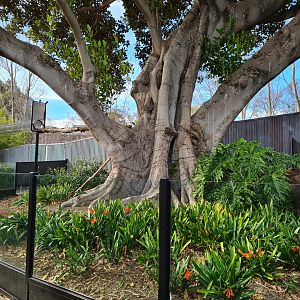 Amazing Red Panda exhibit under the Moreton Bay fig