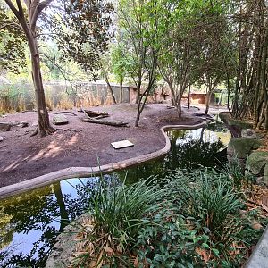 Pygmy Hippo exhibit at Adelaide