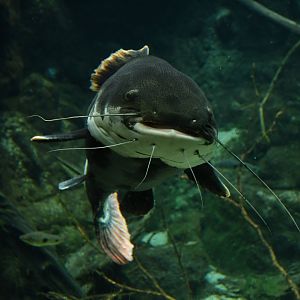 Phractocephalus hemioliopterus