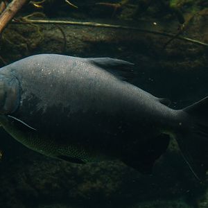 Piaractus brachypomus