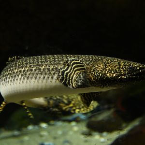 Polypterus ornatipinnis
