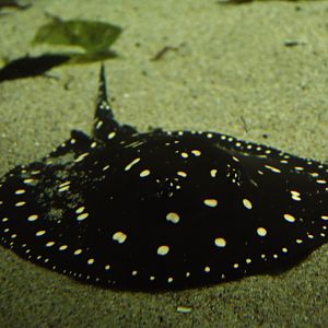 Potamotrygon leopoldi