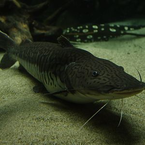 Pseudoplatystoma fasciatum