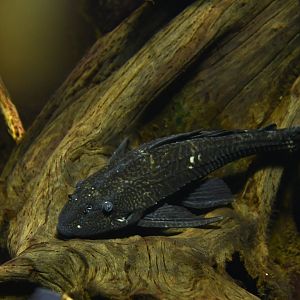 Pterygoplichthys gibbiceps