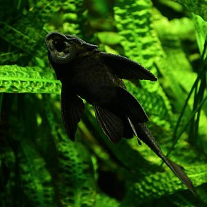 Pterygoplichthys pardalis