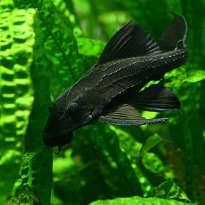 Pterygoplichthys pardalis