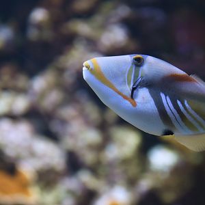 Rhinecanthus aculeatus