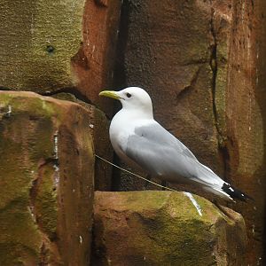 Black-legged Kittiwake Rissa tridactyla