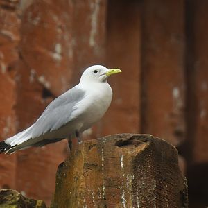 Black-legged Kittiwake Rissa tridactyla