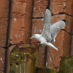 Black-legged Kittiwake Rissa tridactyla