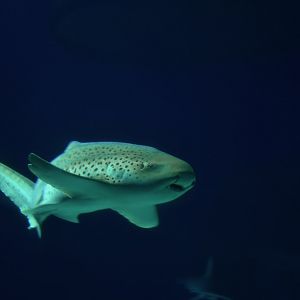 Stegostoma fasciatum