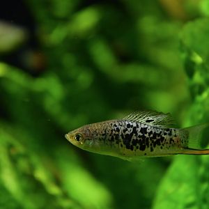 Xiphophorus montezumae