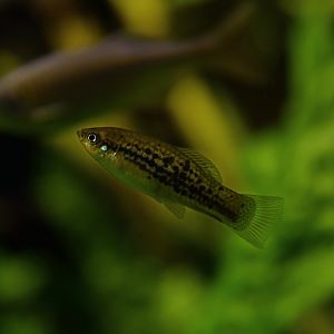 Xiphophorus nezahualcoyotl