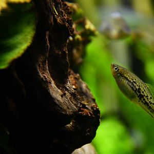 Xiphophorus nezahualcoyotl