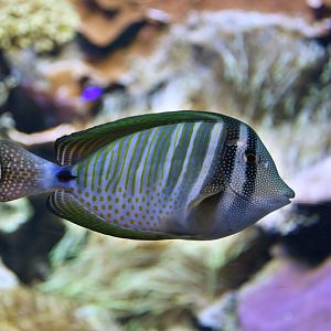 Zebrasoma desjardinii