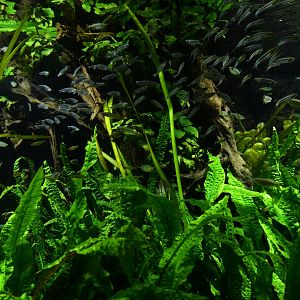 Typical "landcape" of freshwater section