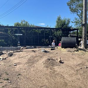 View of prairie dog and lynx enclosure