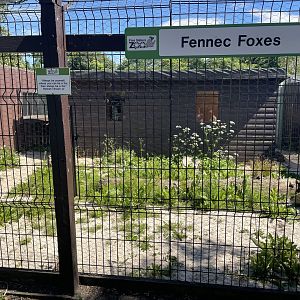 Fennec fox enclosure