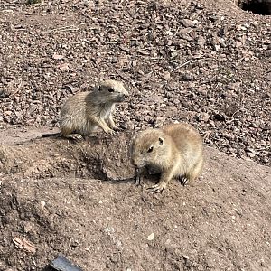 Prairie dog pups