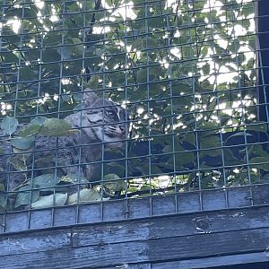Fishing cat climbing