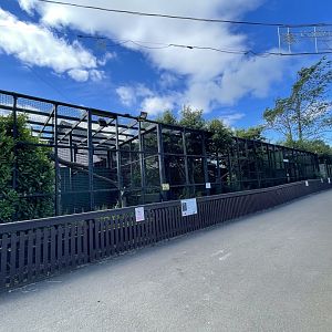 Northern lynx enclosure