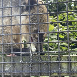 Ring tailed coati