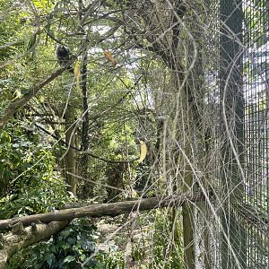 Common marmoset enclosure
